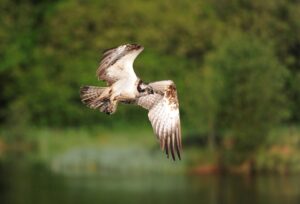 Osprey flying over a body of water, green trees in blurred background