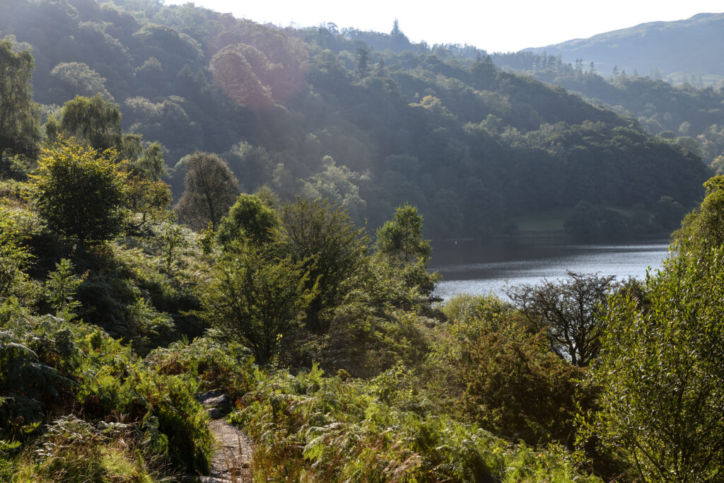 woodland covering sloping fells with lake below