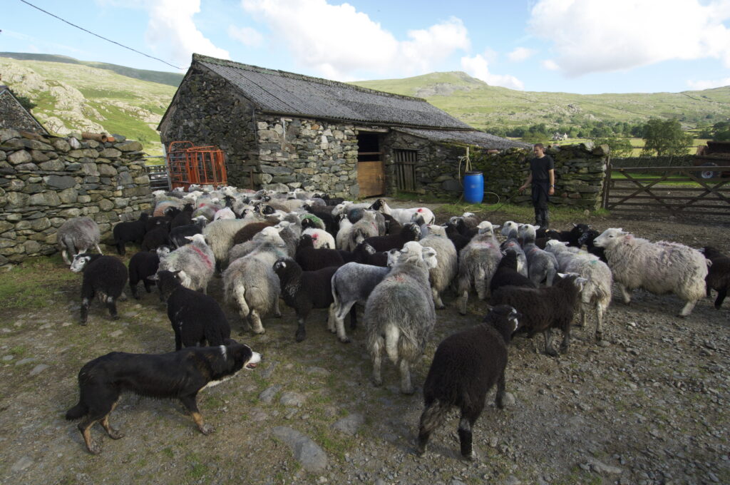 Farm yard with Herdwick sheep