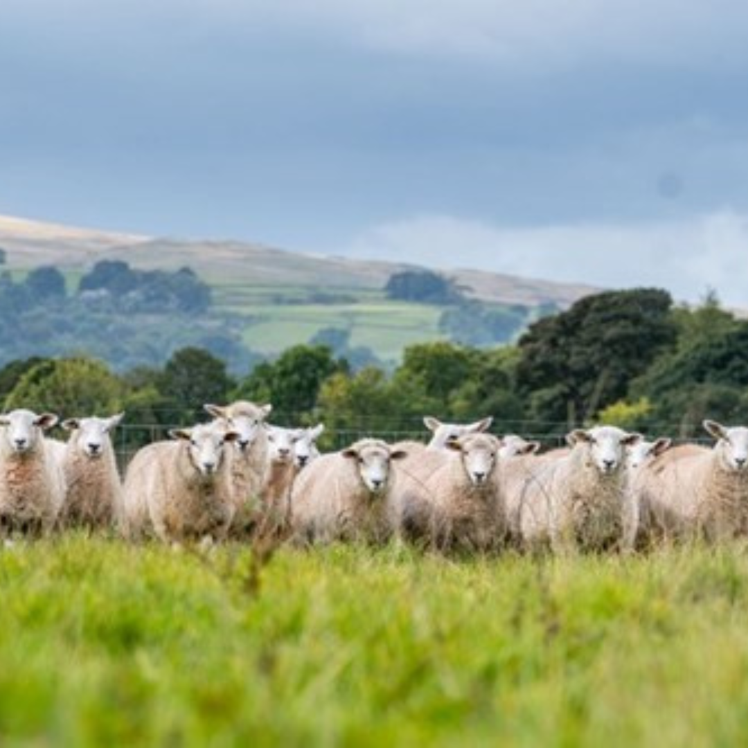sheep in a field
