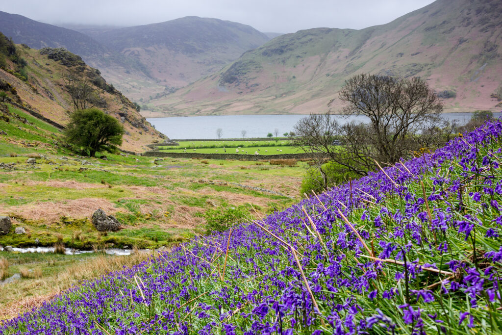 bluebells in the foreground and fells and a lake in the distance