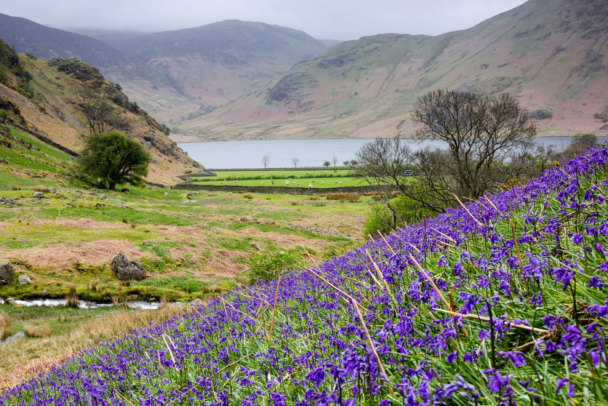bluebells in the foreground and fells and a lake in the distance