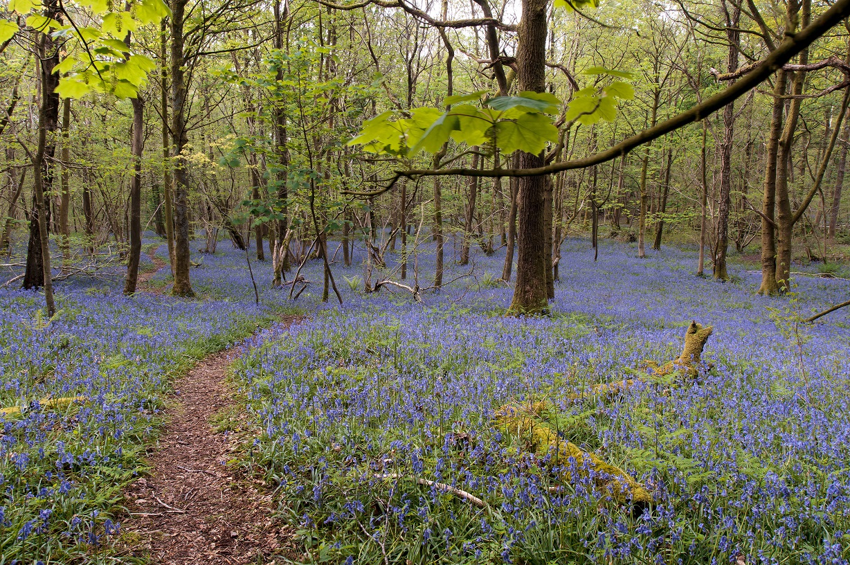 path in bluebell woodland