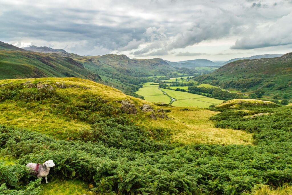 One Herdwick sheep in amongst green bracken on a fell with views down the Eskdale valley