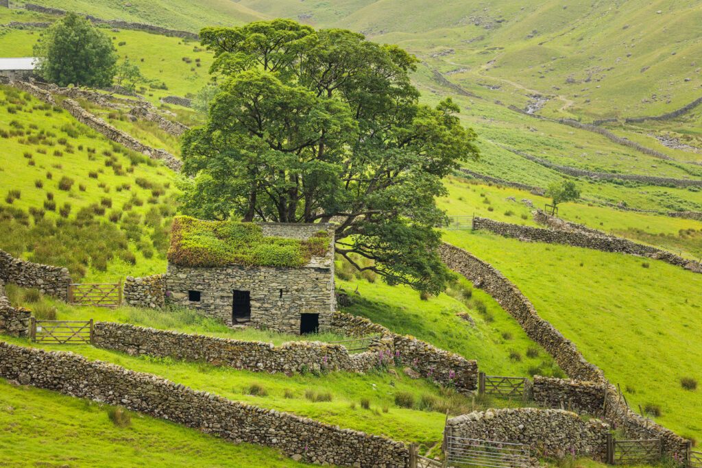medium sized stone barn nestled amongst dry stone walls and lush green fields with a large green leaved tree behind
