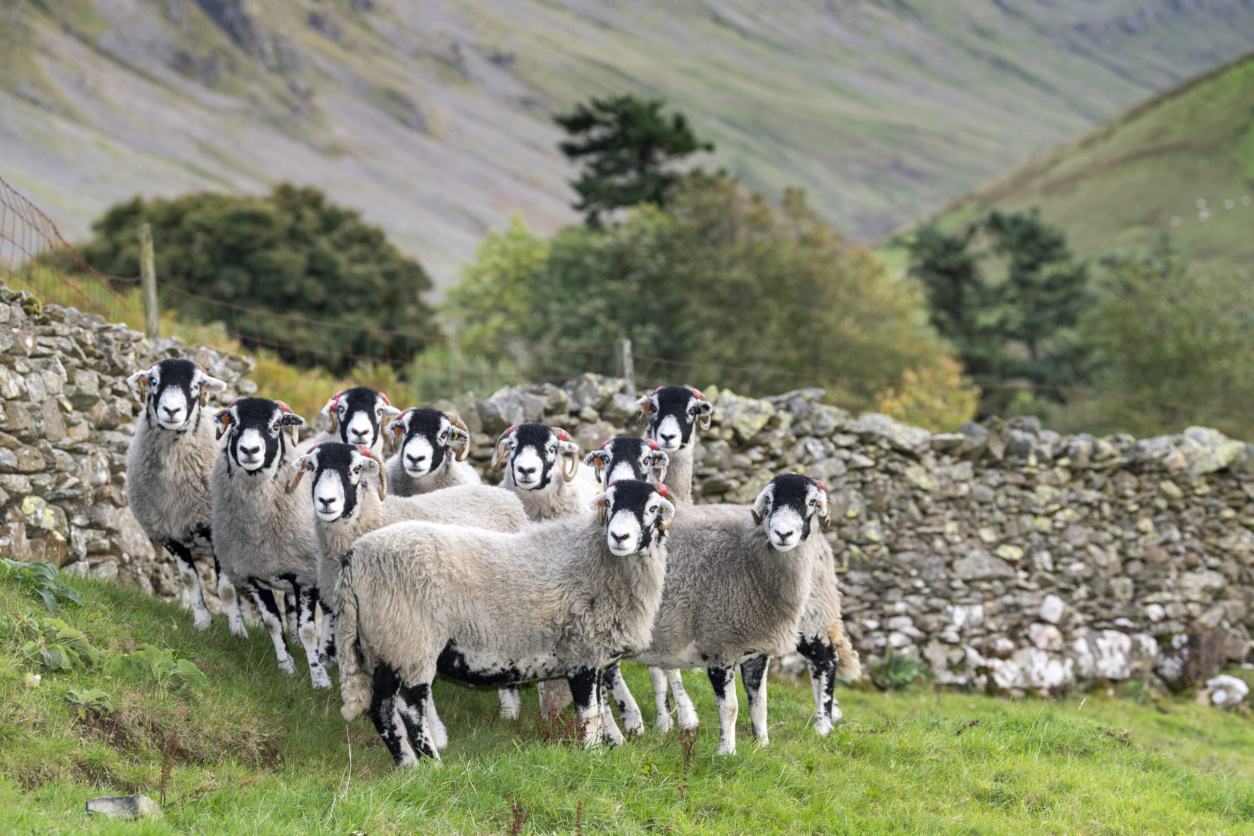 Lake District farmers to benefit from funding extension