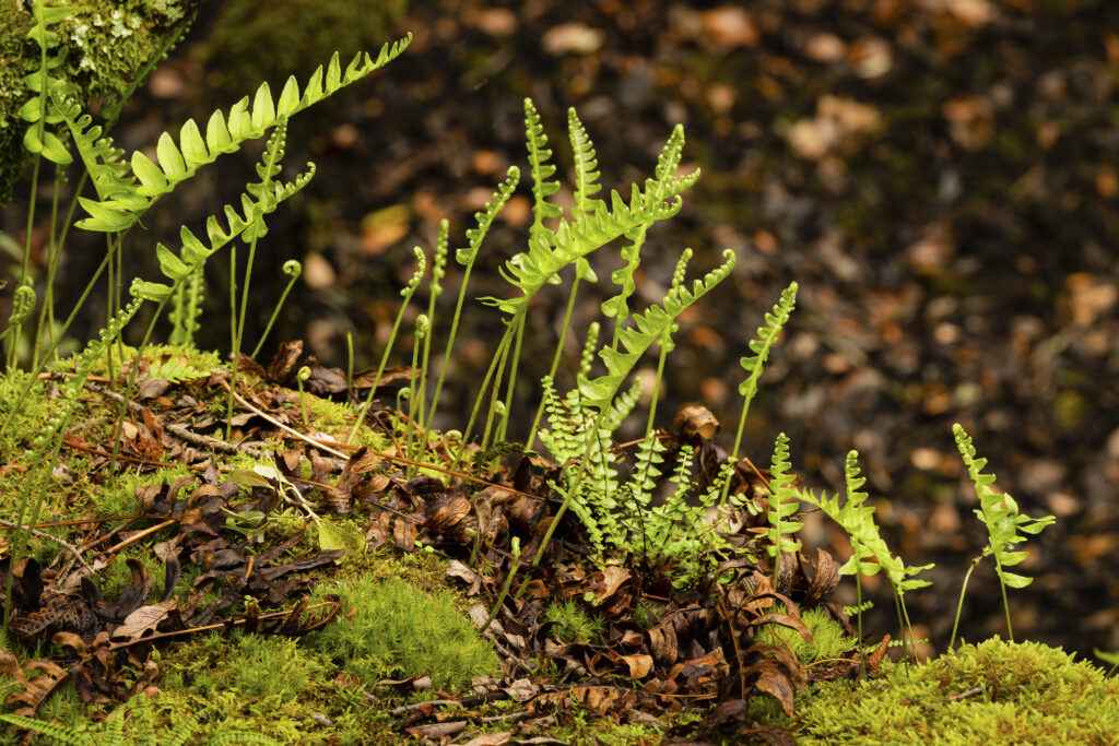 A close up macro shot of young plant growth in woodland with mossy rocks