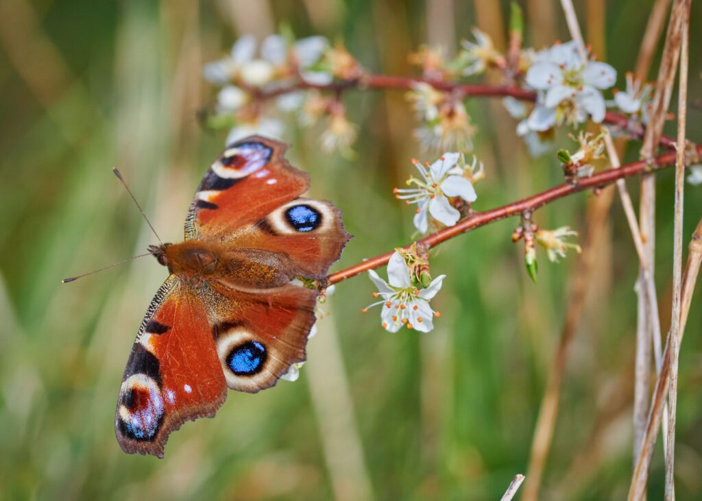 red peacock butterfly on thin branch with small white flowers