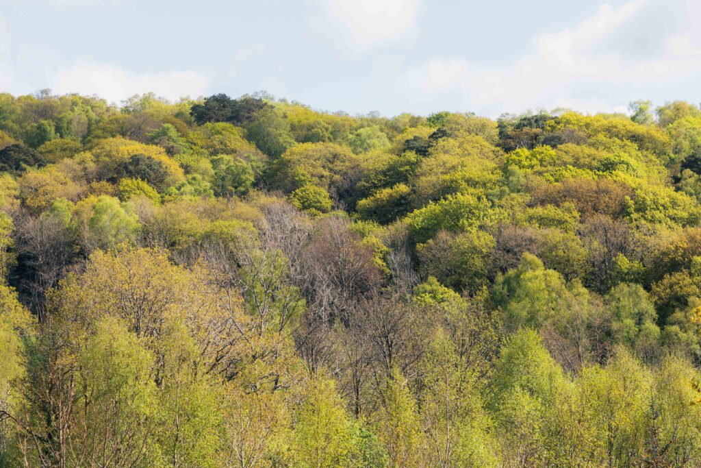 canopy top of a woodland. trees of various shades of green, yellow and brown