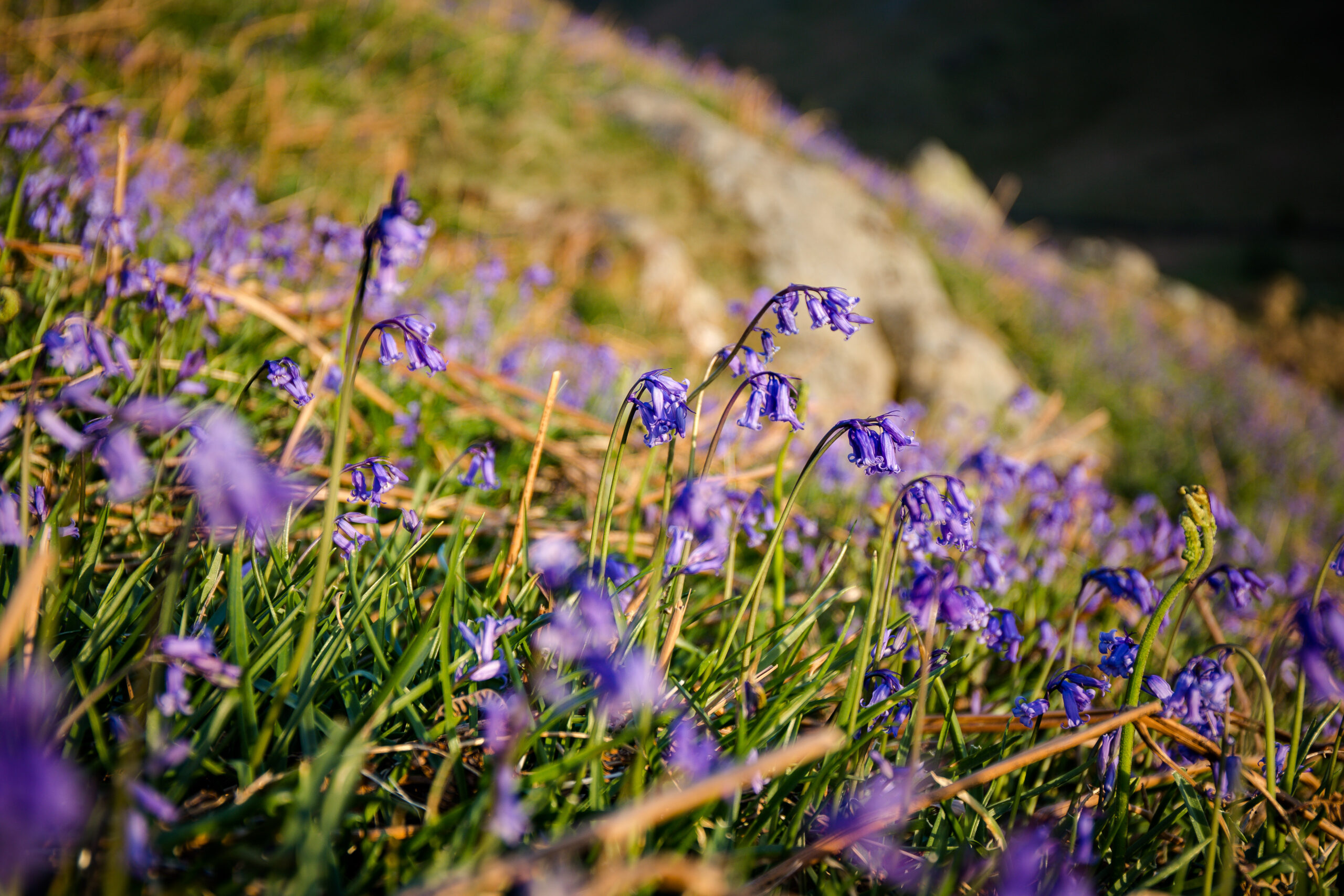 patch of bluebells on rocky and grassy ground