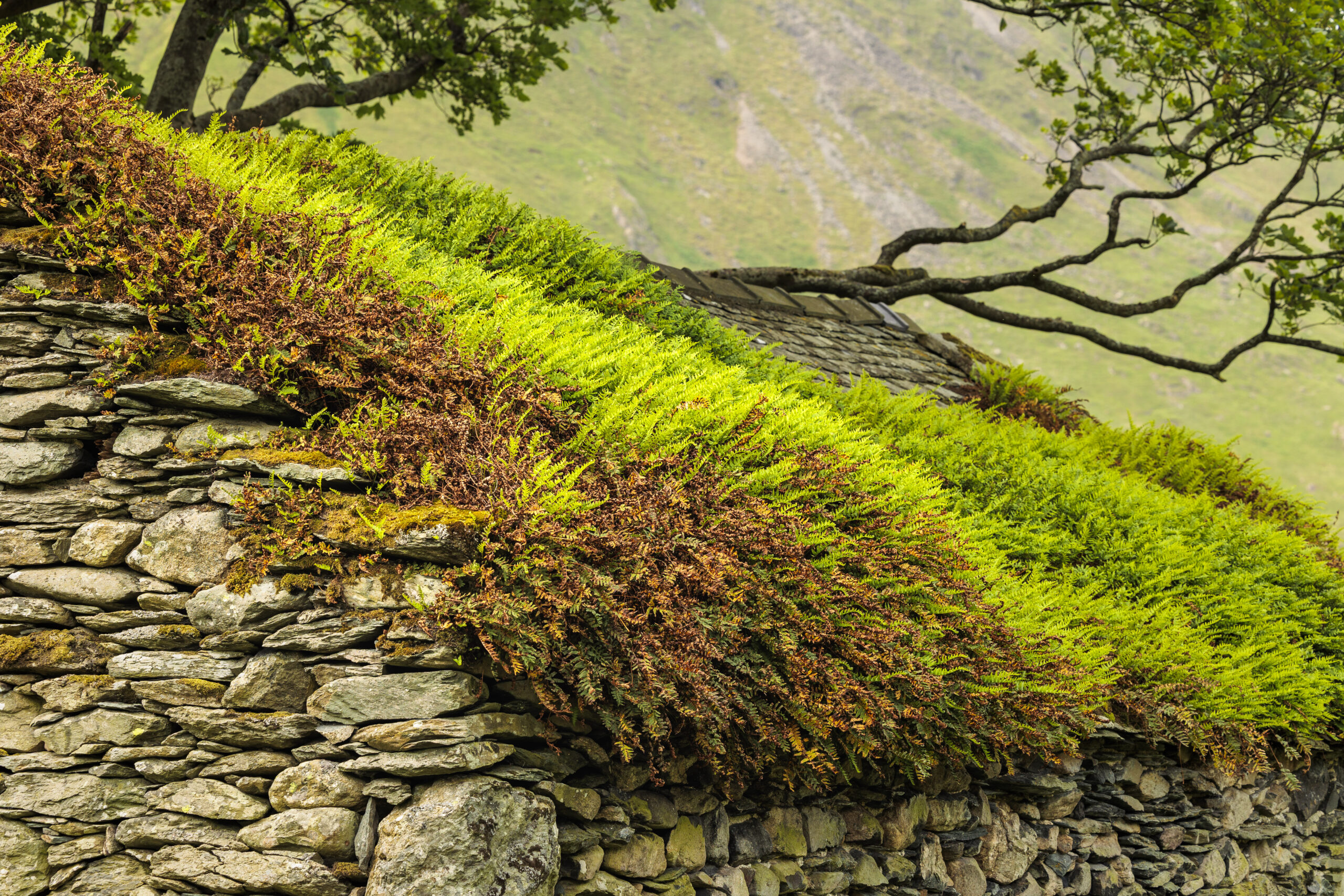 slate barn roof covered in green and brown moss, with bent trees and fell slope in backdrop