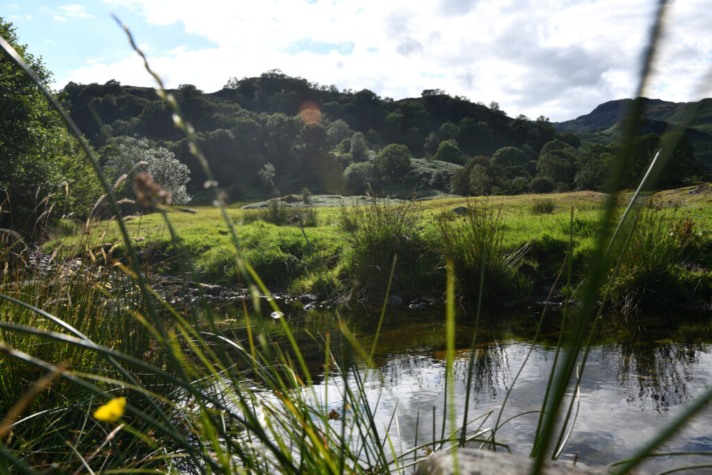 view of river, river back and distant woodland hills with tall grass in foreground