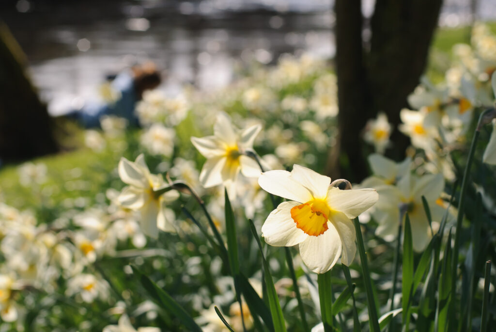 carpet of light yellow daffodils under trees by a lake, lit by dazzled sunlight