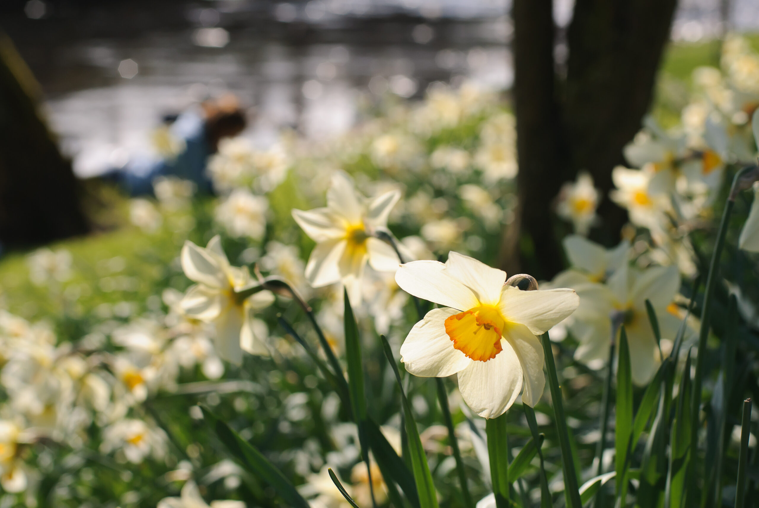 carpet of light yellow daffodils under trees by a lake, lit by dazzled sunlight