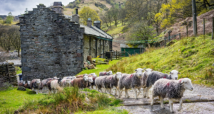 herdwick sheep walking up a dirt farm track past a slate building