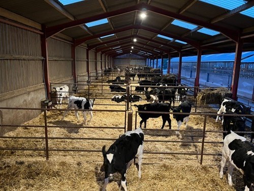 cows in a cow shed 