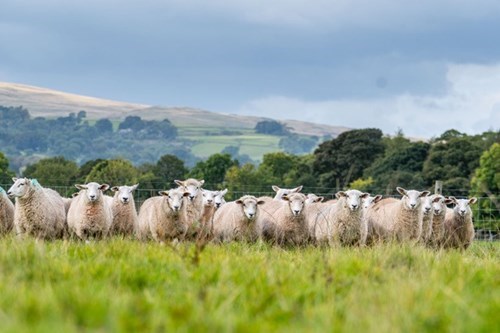 sheep in a field sheep in a field
