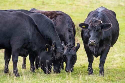cows eating in a field cows eating in a field
