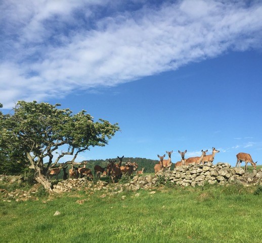 Deer in a field