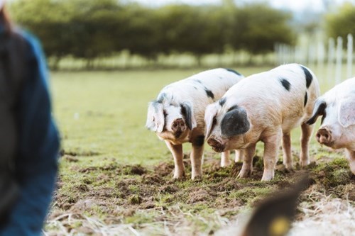 pigs in mud