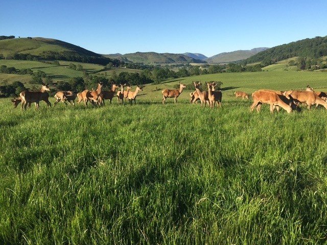 Deer in a field