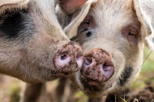 pigs pigs