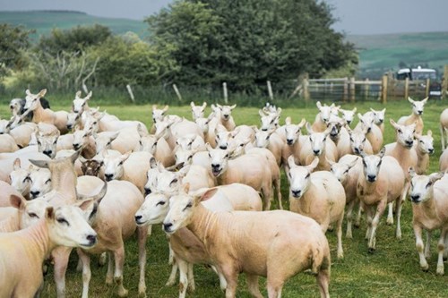 sheep standing in a field