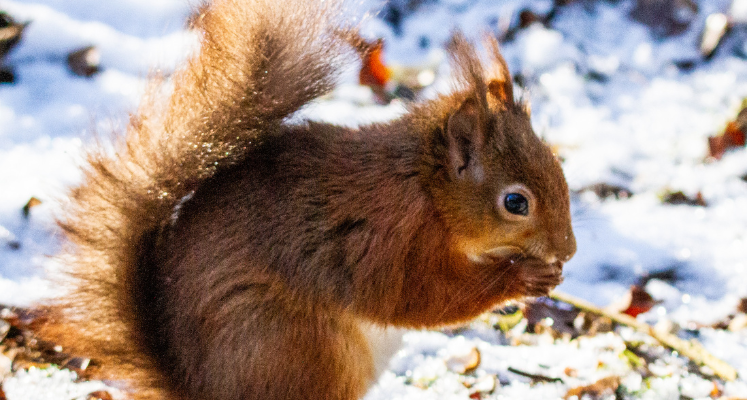 Side profile of a red squirrel with bushy tail on snow