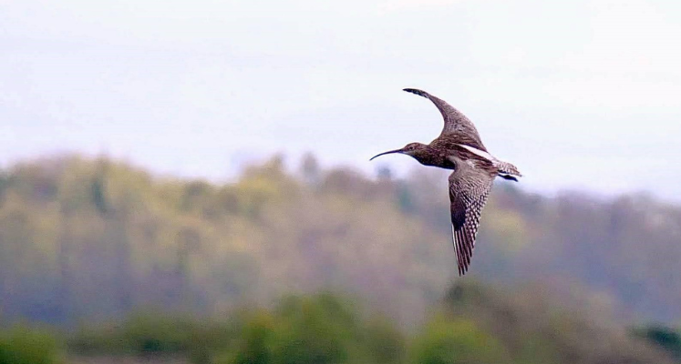 Curlew in flight