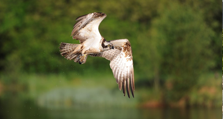 Osprey in flight