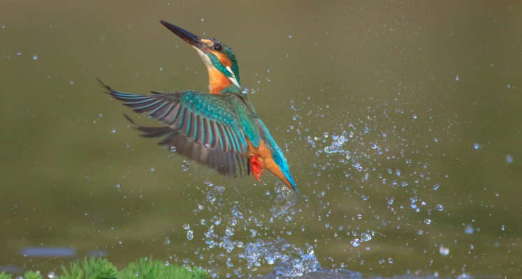 A colourful kingfisher fluttering on the top of water