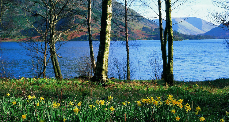 Daffodils on the grassy shore of Ullswater looking through trees to the water and fells