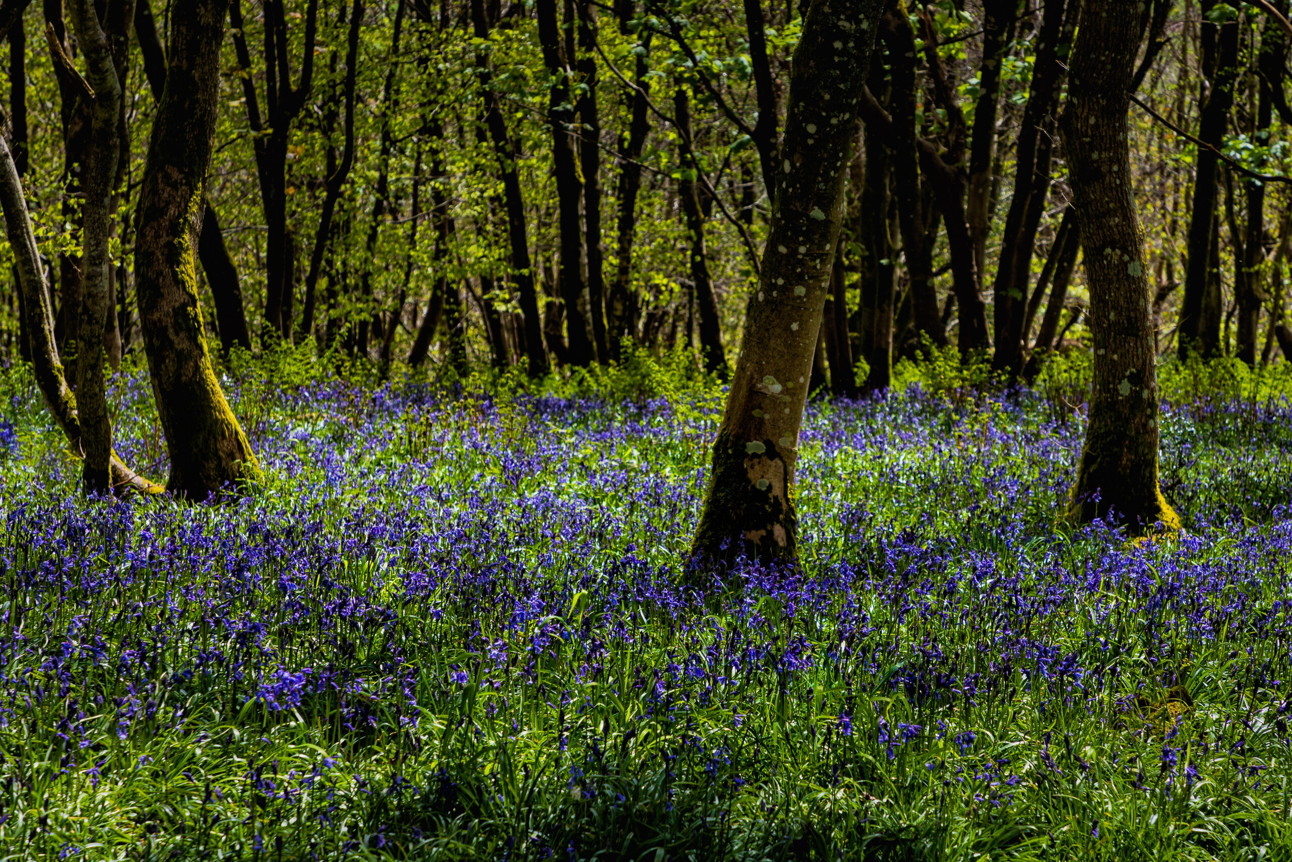 Fungi, fairies and farming: Celebrating cultural heritage with Beatrix Potter