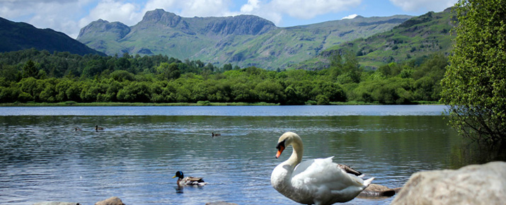 Swan on Elterwater