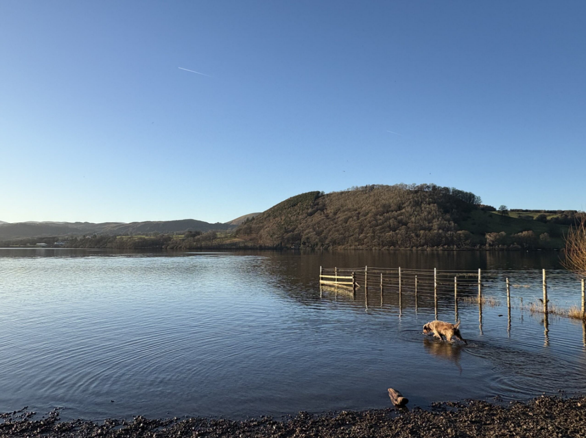 Dog splashing into calm Ullswater