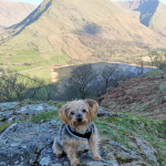 Milo the Yorkshire Terrier