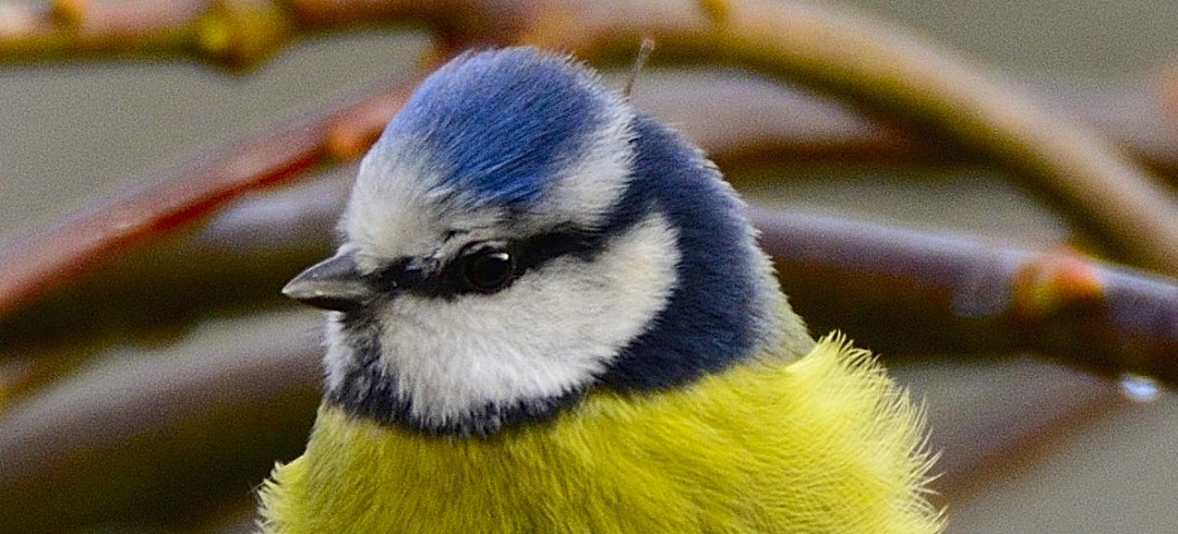 Yellow tit.