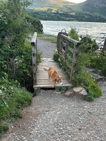 Image of small wooden bridge with dog crossing. Large step up onto bridge
