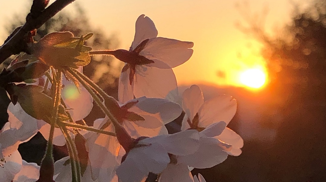 Flowers with the sunset in the background.
