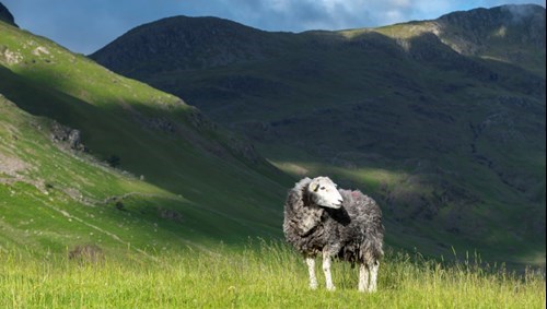 sheep in a field 