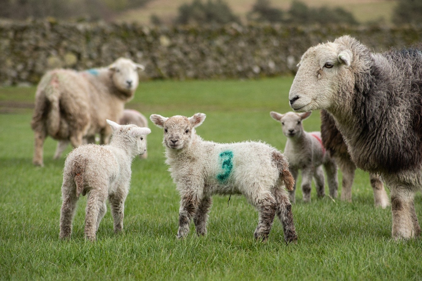 Lambs with ewes in field