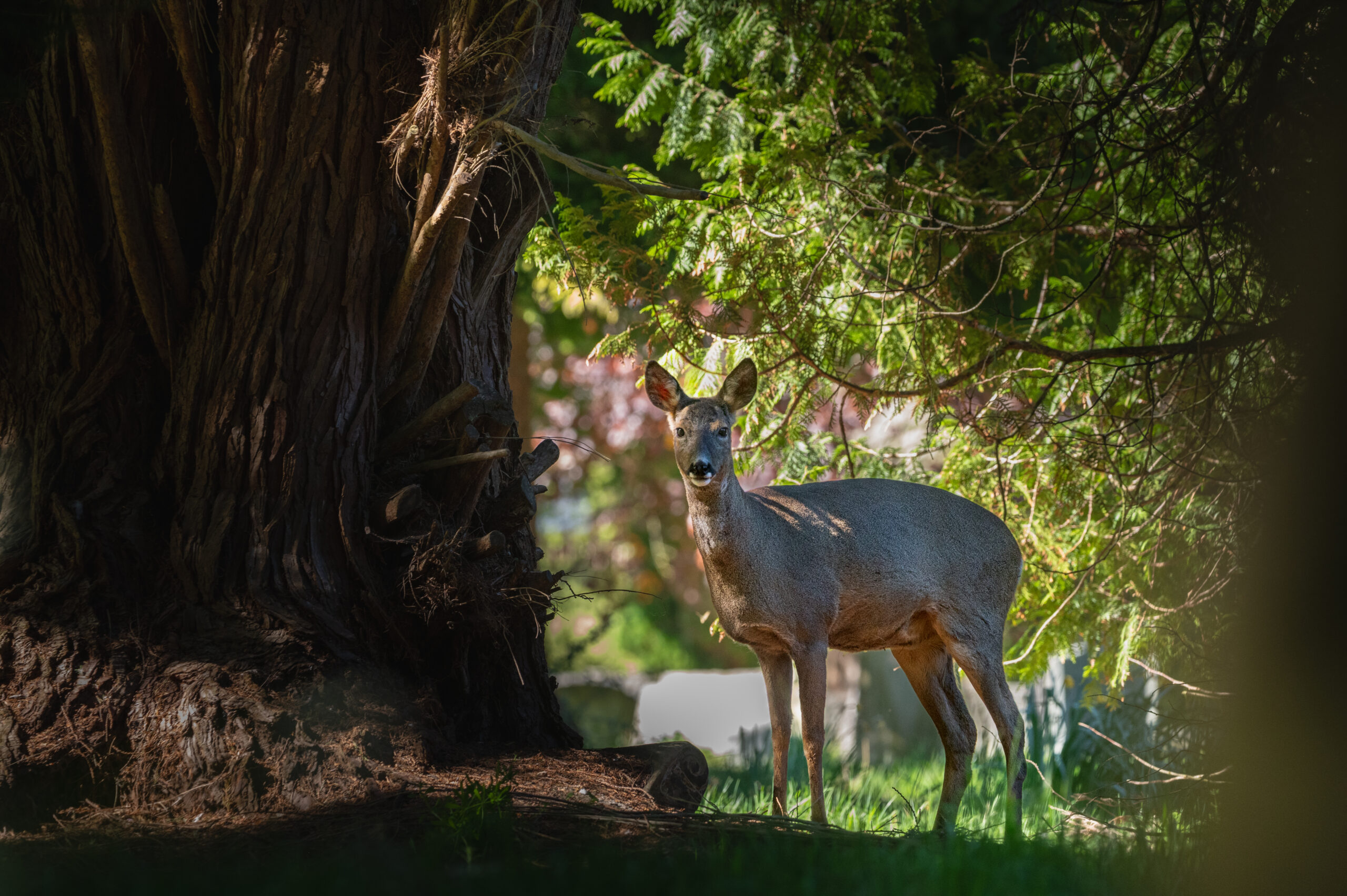 A roe deer stood by a large tree looking at the camera