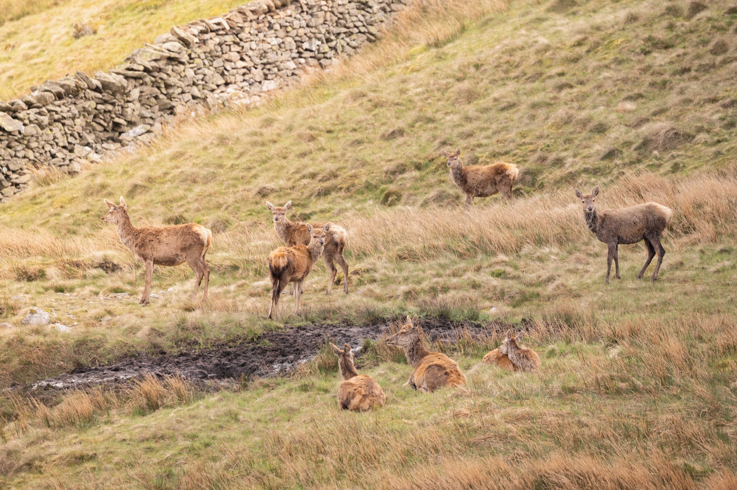 New strategy launches to manage deer populations in Lake District
