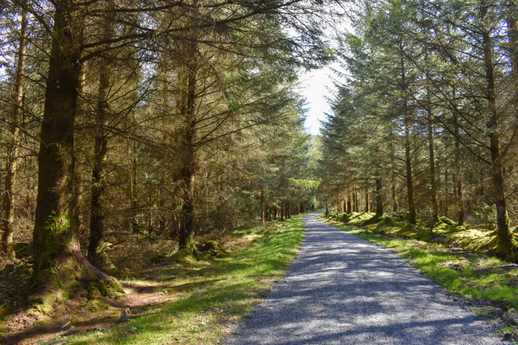 Revelin Moss Trail, Whinlatter