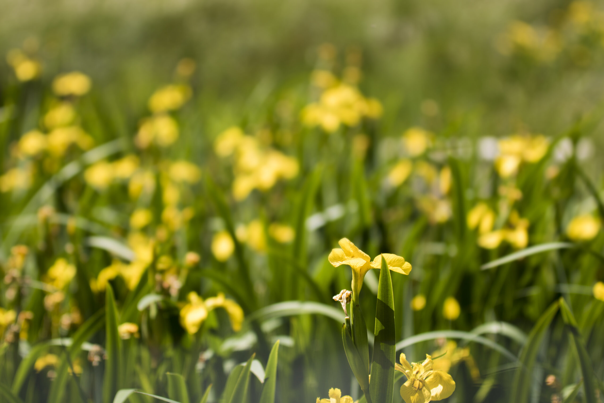 close up of of yellow iris flowers amongst green leaves