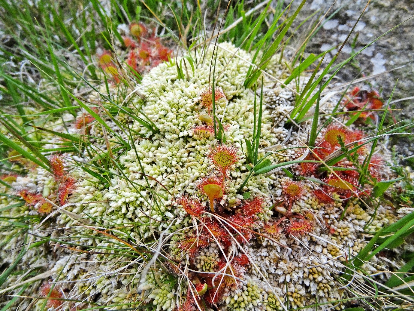 close up of a patch of peat bog plant species, including red sundew and green grasses