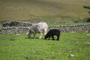 an adult sheep and her lamb grazing in a field