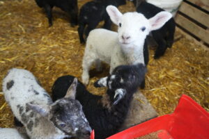 three lambs indoors on bed of straw being fed, one lamb is looking up at the camera