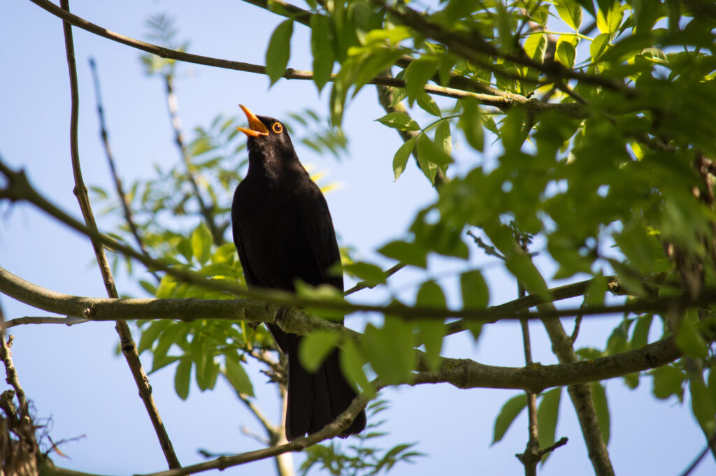 singing black bird in a green leafy tree with blue sky behind