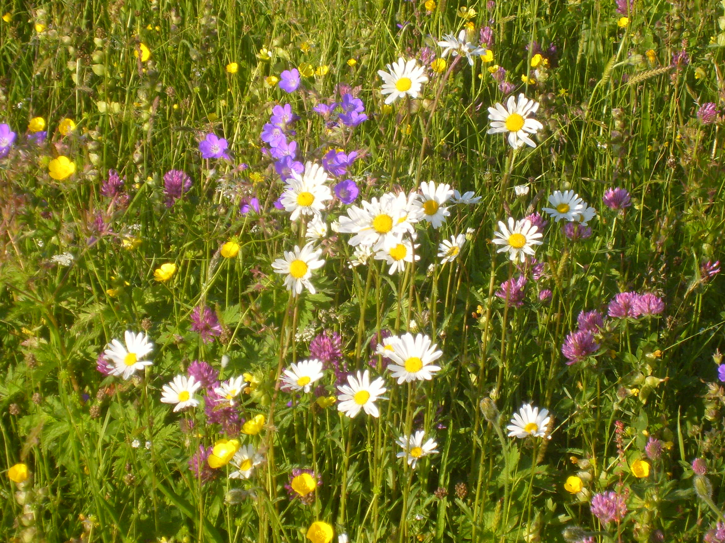 Cumbria’s first biodiversity net gain habitat bank launches 